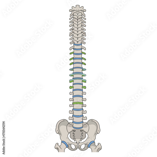 Detailed illustration of the human spine and pelvis anatomy.