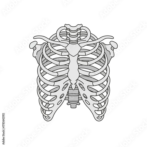 Detailed Rib Cage Illustration - Anatomical Accuracy and Skeletal Structure.