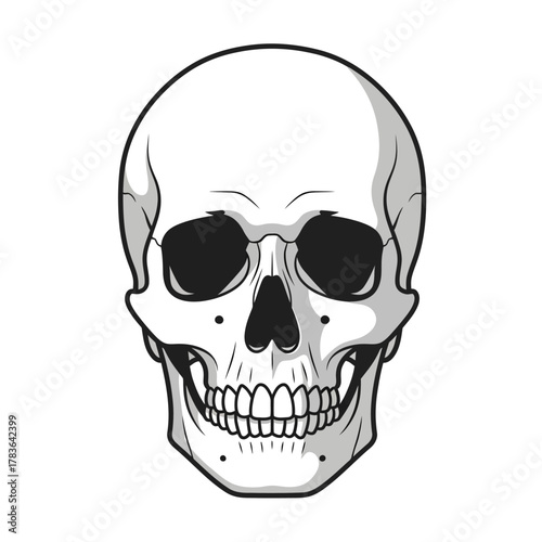 Detailed Skull Illustration with Intricate Bone Structure and Shading.