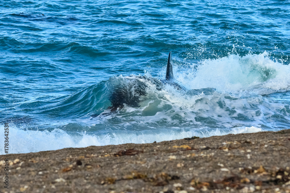 Fototapeta premium Killer Whale, Orca, hunting a sea lion pup, Peninsula Valdes, Patagonia Argentina