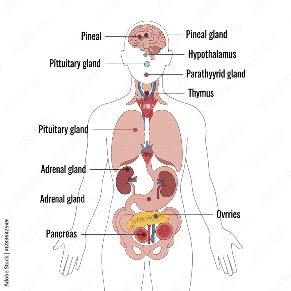 Obraz premium Diagram of the Human Endocrine System and Glands.