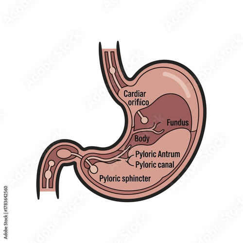 Diagram of the Human Stomach Anatomy and its Parts.