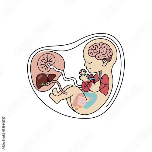 Fetus in the womb showing internal organs and development stages.