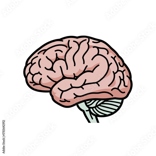 Human Brain Illustration Side View Detailed Anatomy.
