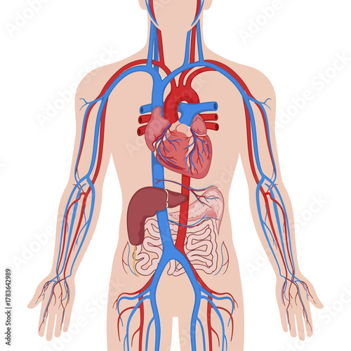 Human circulatory system illustration showing heart and blood vessels anatomy.