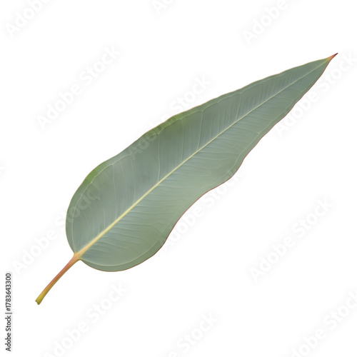 Single eucalyptus leaf isolated on transparent background