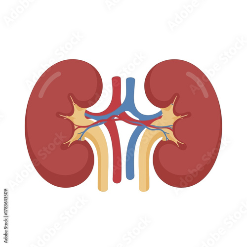 Human Kidneys with Arteries and Veins Illustration.