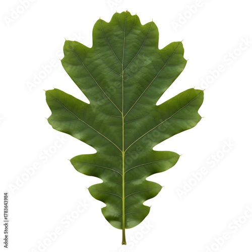 Single green oak leaf isolated on transparent background