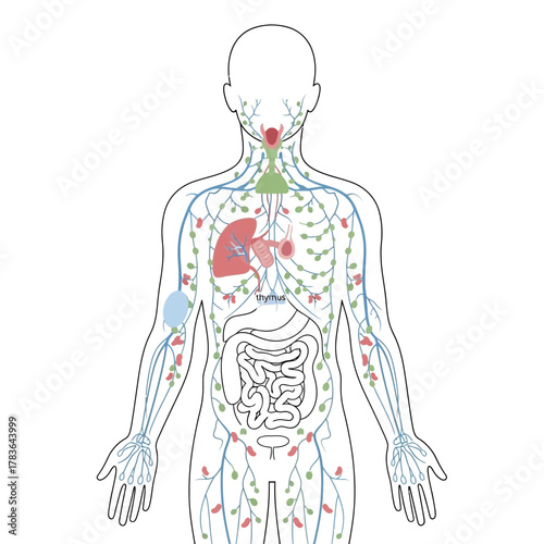 Human Lymphatic System and Organs Diagram.