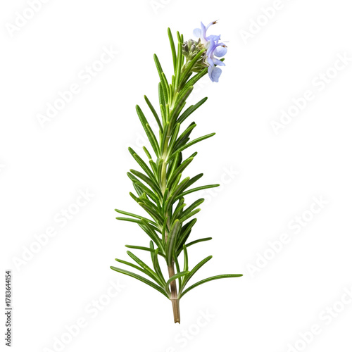 Rosemary herb sprig with delicate blue flowers isolated on transparent background