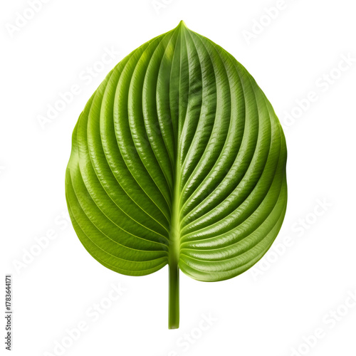 Vibrant green leaf with prominent veins isolated on transparent background
