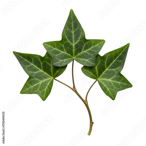 Three green ivy leaves on a thin stem isolated on transparent background