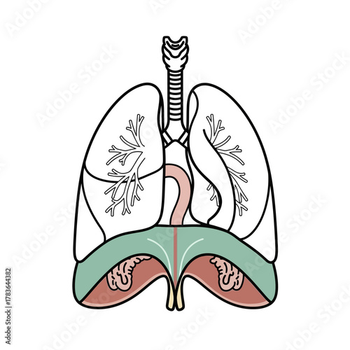 Human Respiratory System Anatomy with Lungs and Diaphragm.