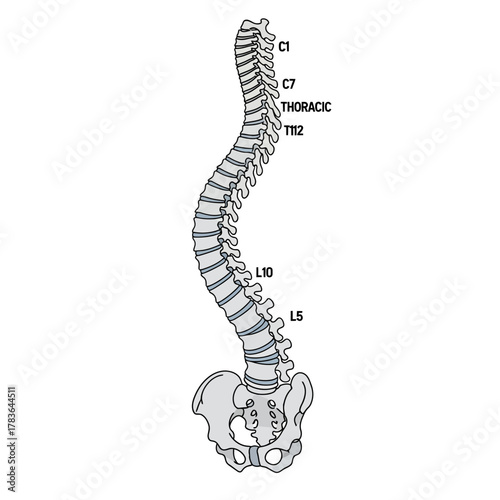 Human spine anatomy with vertebral column and pelvis illustration.