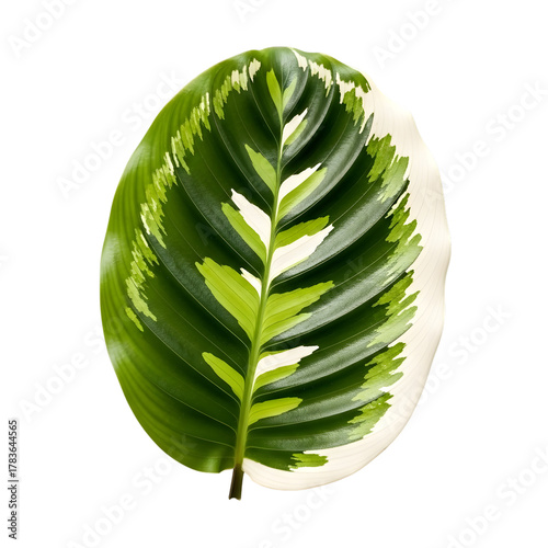 Variegated calathea leaf isolated on transparent background