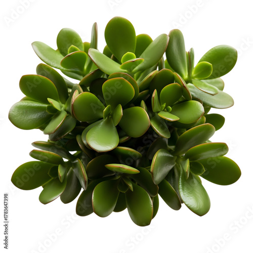 Green succulent plant with thick leaves isolated on transparent background