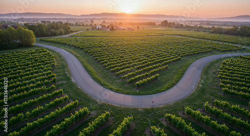 Road Through Tuscany-Style Vineyard Hills Aerial Photography