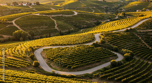 Road Through Tuscany-Style Vineyard Hills Aerial Photography