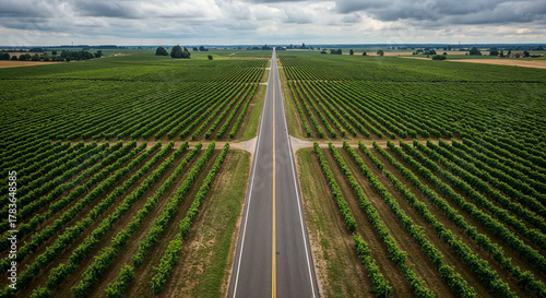 Road Through Tuscany-Style Vineyard Hills Aerial Photography
