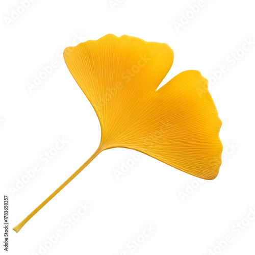 Single vibrant yellow ginkgo leaf isolated on transparent background