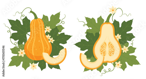 Illustrated set of whole and cut butternut squash or gourds with green leaves, vines, and small flowers, perfect for autumn harvest designs.