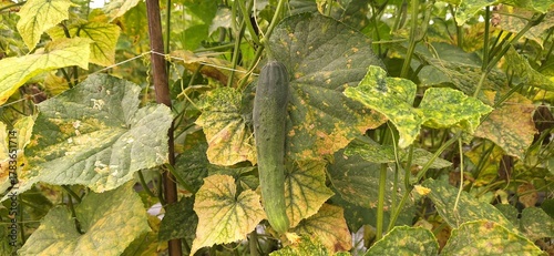 Fresh Cucumber Growing Among Green and Yellow Leaves in the Garden