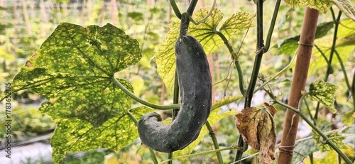 Misshapen Cucumber Growing on a Plant in the Garden