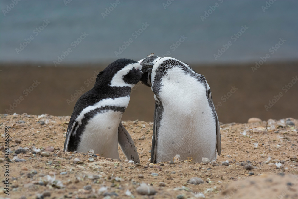 Naklejka premium Magellanic penguin, Caleta Valdes, peninsula Valdes, Chubut Province, Patagonia Argentina