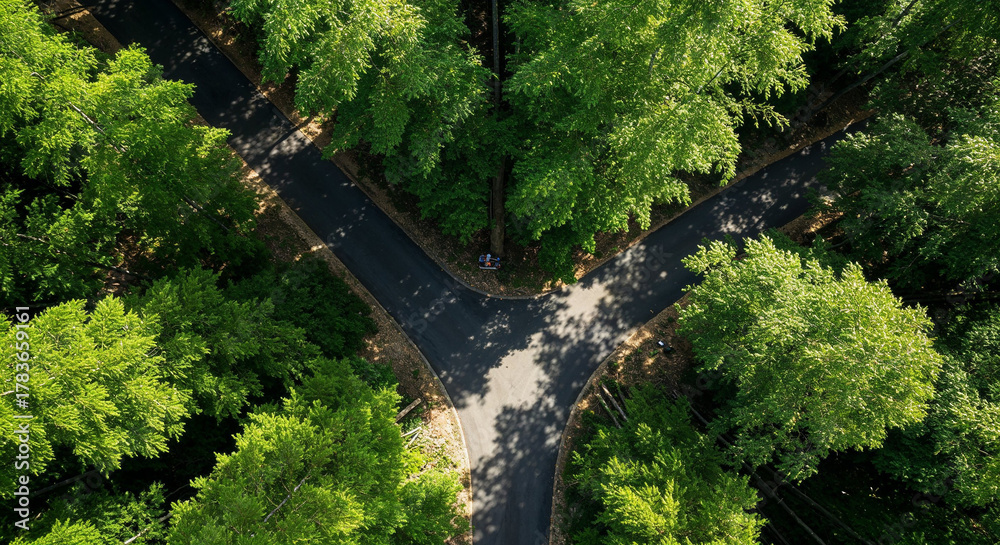 Naklejka premium Aerial View of Misty Road Through Dense Bamboo Forest