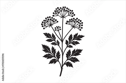 Delicate black and white illustration of flowering wild carrot plant foliage