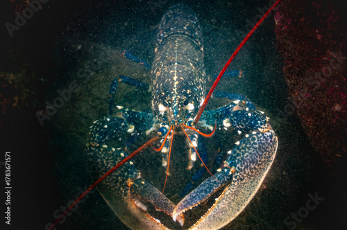 Obraz na płótnie Homard européen