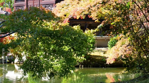 日本、京都、清涼寺、紅葉、秋、絶景、寺院、文化財、木造建築、古代建築、日本文化、歷史名勝、文化財、木、綠色、青空、写真素材