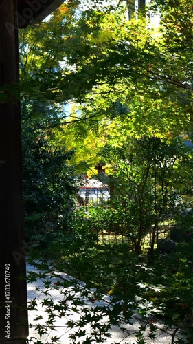 日本、京都、清涼寺、紅葉、秋、絶景、寺院、文化財、木造建築、古代建築、日本文化、歷史名勝、文化財、木、綠色、青空、写真素材