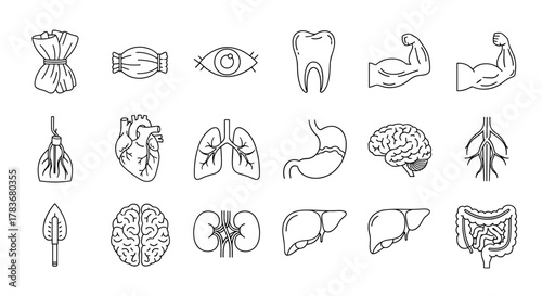 Collection of minimalistic pictograms representing internal organs and body parts, including a bundle, eye, tooth, muscles, heart, lungs, stomach, brain, blood vessels, kidneys, liver, and