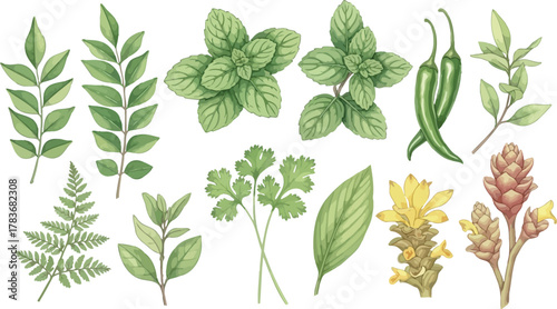 Collection of fresh green herbs and spices including curry leaves mint parsley chilies and turmeric roots isolated on white background