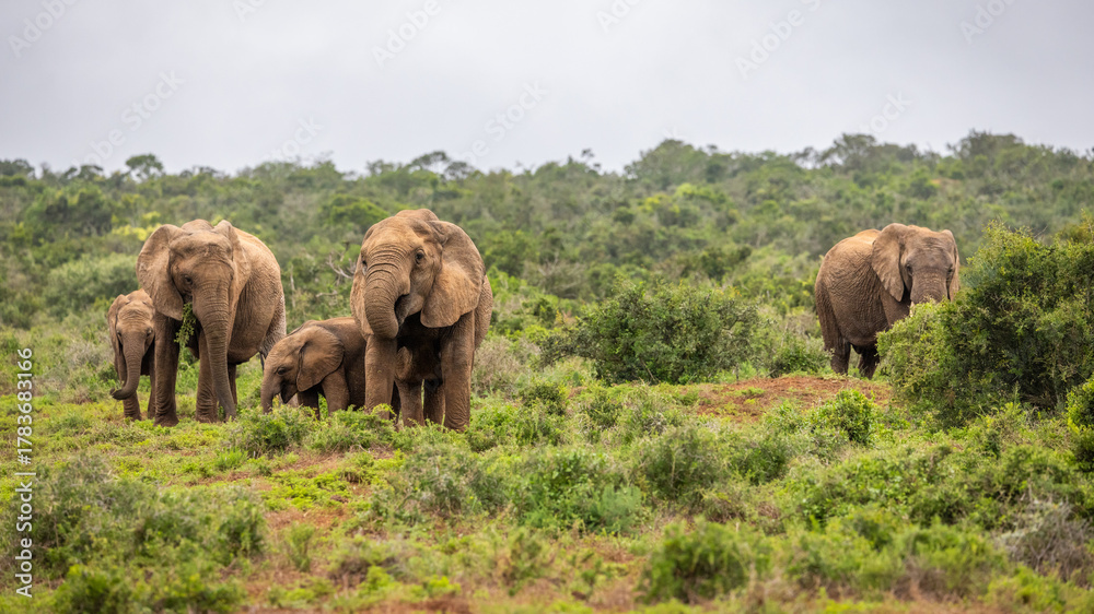 Fototapeta premium A herd of Elephant ( Loxodonta Africana), Addo Elephant National Park, South Africa.