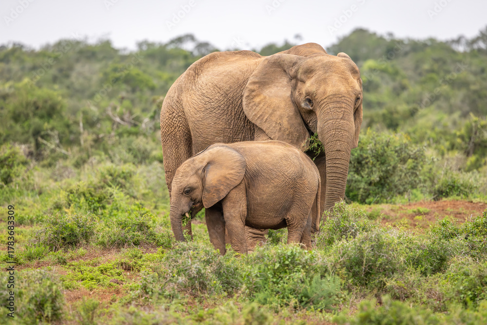 Obraz premium An elephant with calf ( Loxodonta Africana), Addo Elephant National Park, South Africa.