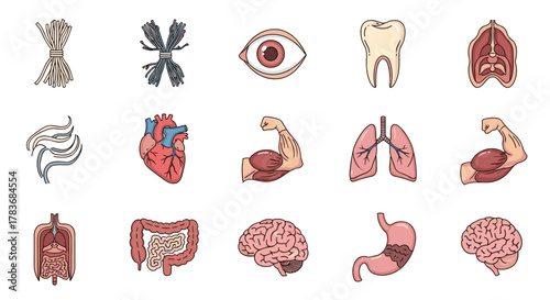 Collection of stylized, flat design icons representing human anatomy and internal organs, including bundles of nerves, an eye, a tooth, muscles, lungs, heart, brain, stomach, and intestines, perfect