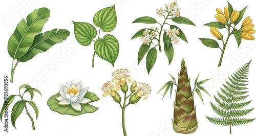 Collection of diverse botanical illustrations featuring lush green leaves delicate flowers a water lily and a bamboo shoot on a white background