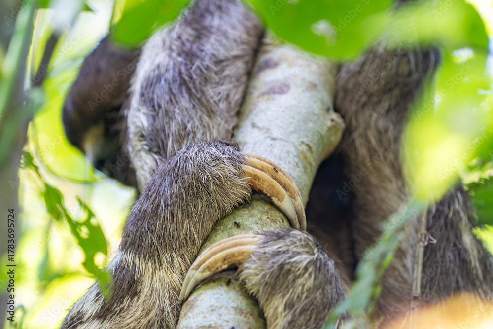 Naklejka premium Amazon wild Sloth hanging on a tree