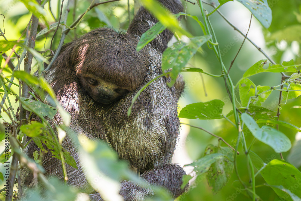 Fototapeta premium Amazon wild Sloth hanging on a tree
