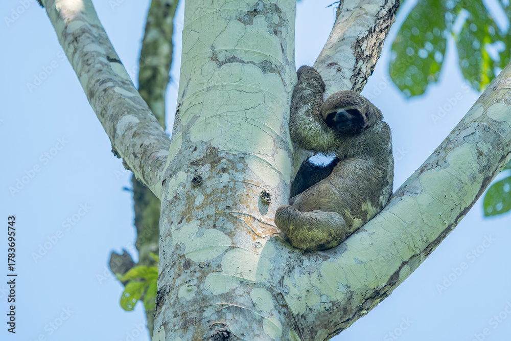 Obraz premium Amazon wild Sloth hanging on a tree