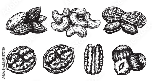 Hand-drawn black outline illustrations of various nuts including almonds, cashews, peanuts, walnuts, pecans, and hazelnuts in a detailed artistic style.