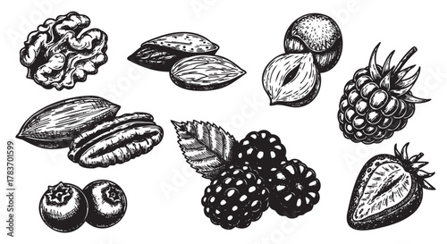 Detailed black and white sketches of various nuts and berries, including walnuts, almonds, hazelnuts, pecans, blueberries, blackberries, raspberries, and strawberries.