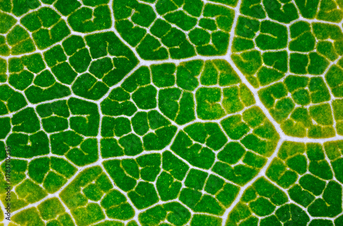 Εκτύπωση καμβά Leaf pattern detail, Detailed closeup of plant cellular network, Magnified view