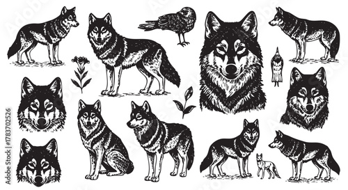 Black detailed sketches of wolves and a raven, various poses including standing, howling, and close-up face views with accompanying nature elements.