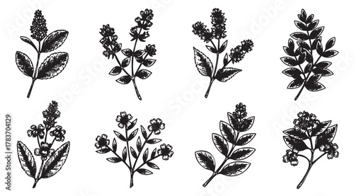 Eight detailed black silhouette botanical illustrations featuring various herbs and plants, each with distinct leaf and flower arrangements.