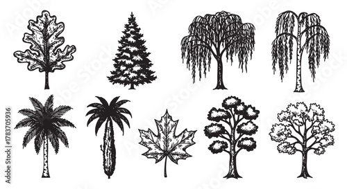 Black and white illustration of various tree silhouettes, including oak, fir, willow, palm, and maple leaves, showcasing distinct foliage shapes.