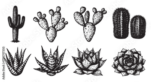 Black and white illustrations of various cacti and succulents, including saguaro, prickly pear, aloe vera, and rose-like succulents in a detailed hand-drawn style.