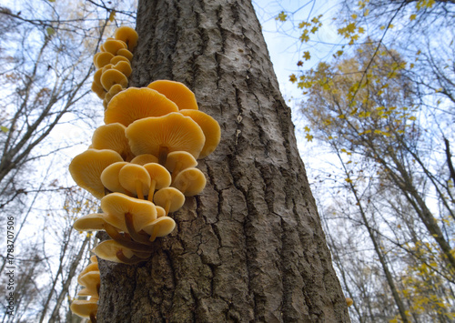 Mushrooms, growing on a tree trunk in the autumn forest.